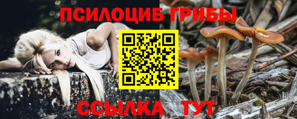 Псилоцибиновые грибы Psilocybe Мценск
